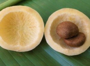 Tipos de Frutas Pomo